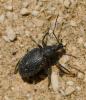 Otiorhynchus meridionalis
